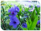 [中秋赏花] 窗外的紫罗兰色花（ 原创多图）