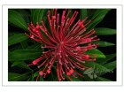 【中秋赏花】—— 新南威尔斯州州花： Waratah