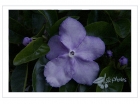 【中秋赏花】—— Brunfelsia pauciflora（昨天，今天和明天）