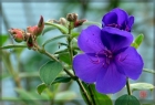 【季节轮回】紫花野牡丹