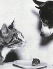 著名照片：《你先请》猫咪Terry和狗Tomson正在决定谁先下嘴