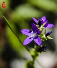 【推陈出新】摄影习作（1）-- 白蝴蝶小紫花