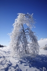 去年冬天拍摄的雪景