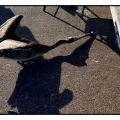 鹈鹕 North American Brown Pelicans